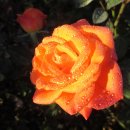 야생화편지 이미지