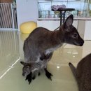 미어캣 | [파주 아이와 가볼만한곳] 파주 실내동물원 ‘미어캣프랜즈’ 오픈런 후기