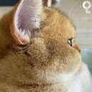 장미커피숍 이미지