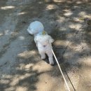 민들레애견
