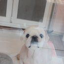 토토페키 이미지