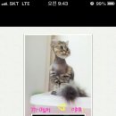 미니 & 바니 애견샵 이미지