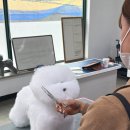 정애견미용학원 - 창원시 진해구 진해대로921번길 3 | 정애견미용학원