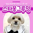 스타몽 | ✂️ 스타몽 4월 애견미용 후기