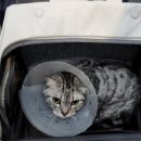 24시 글로리 동물병원 이미지