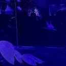 종임 | 아쿠아리움 파충류 만나다 박람회 갔다온 후기