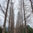 시아당 | 나주 봄사진 찍기 좋은 여행지 4 : 한수제, 빛가람호수공원, 산림자원연구소, 영산포철도공원