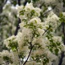 상주초교 이미지