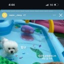 마조르댕 이미지