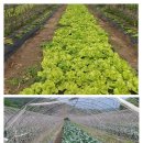 김승환 농장 이미지