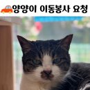 양양이 병원(용인) 이동봉사 요청드립니다😻 이미지