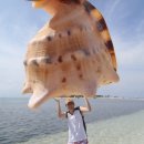 Funny tricks about the big shell and the big star fish at Virgin Island..:) 이미지