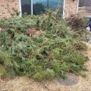 양평수목 | 경기도 양평 강하면 단독주택 전지작업 소나무전지 수목소독