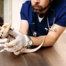 서울은내과동물병원 이미지