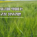 고창상하목장 | 5월 가볼만한 곳 고창 청보리밭 축제 2026 후기｜상하목장까지 코스 추천, 개화시기·주차·먹거리 가이드