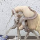 뒷동산낙지 이미지