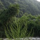 내린천약초 이미지