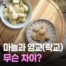 마늘과 염교(락교)의 차이점은?🧄 이미지