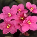 바이올렛 이미지