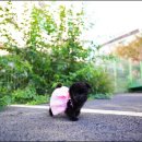 스타일독앤캣 강아지고양이 부천본점 이미지