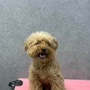 mm애견공방 | 잠실애견유치원!! MM애견공방 좋습니다!!