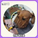 앙리동물병원 이미지