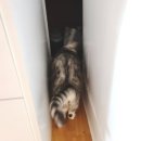 ACE동물병원 | 고양이 무마취 미용 셀프로 집에서 하기! (광명사거리 근처 미용실 비용,가격)