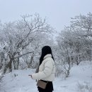 삼양 | 겨울 강원도 여행 추천, 평창 대관령 삼양라운드힐 후기 (주차, 준비물, 꿀팁 포함)