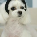 샐리동물병원 이미지