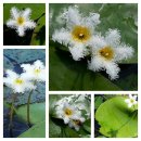 남생이못 이미지