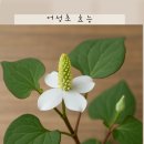 어성초 효능 숨은 약초의 진짜 효과! 어성초차 어성초 액 가루 좋은 이유