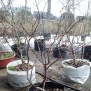 동막골 농장 이미지