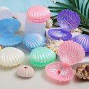 레인보우조개 이미지