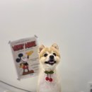 도도애견샵 이미지