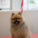 블레스펫 살롱 이미지