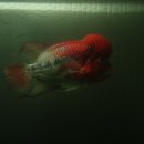 원벨리캣 이미지