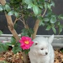 제주 애견 아가야 이미지