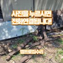 광남2동-6 | 주차장 벌목 작업 큰나무 1그루 자르기
