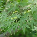 단풍나무한의원 이미지