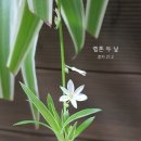 렙톤