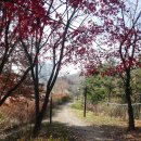 상도근린공원 산책로 Daum카페