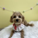 방울이네 펫살롱 이미지