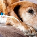 닥터펫 동물의료센터 이미지