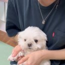 해달치킨 이미지