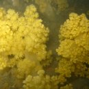 제주연안 연산호 군락지 이미지