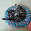 랑이옷장 이미지