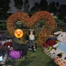 국화정원 | [일상] 우이천 국화정원 포토존 산책 후기