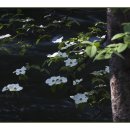 꽃보다 Dog 이미지