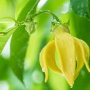 일랑일랑 이미지