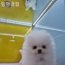 멍멍클럽 이미지